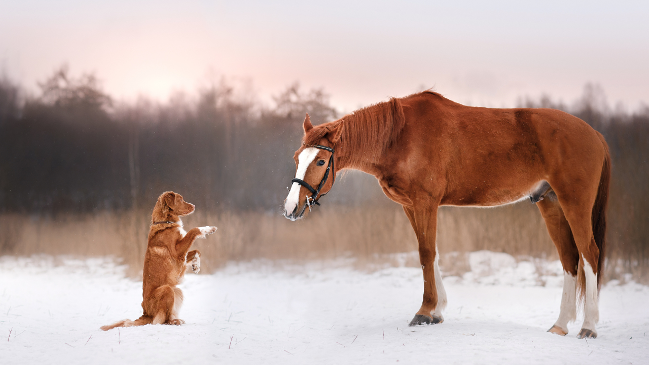 Im-Stall-mit-Hund_2
