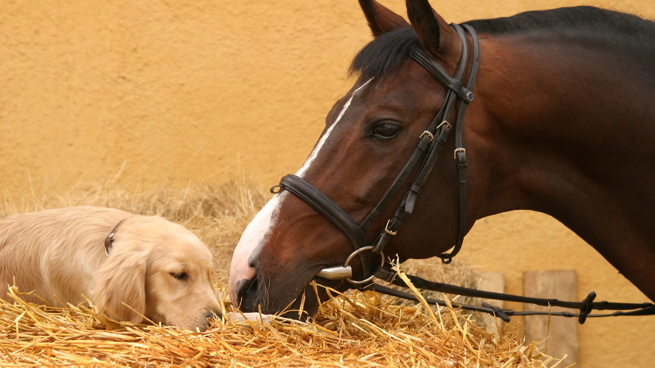 Im-Stall-mit-Hund_3