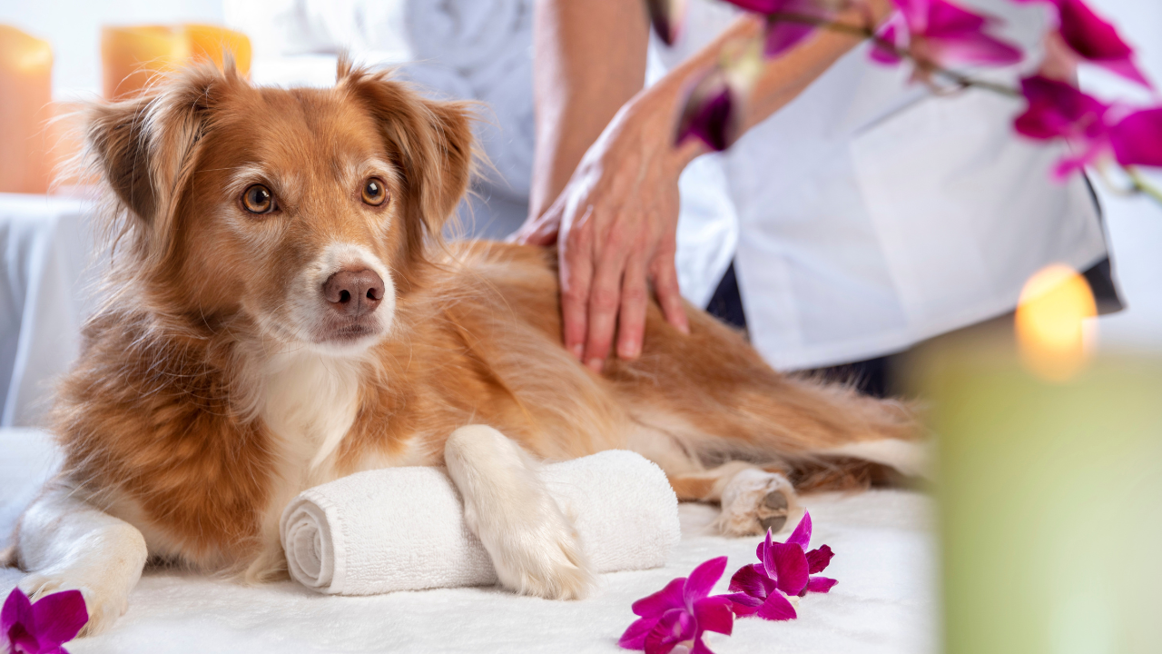 Hundemassage_2