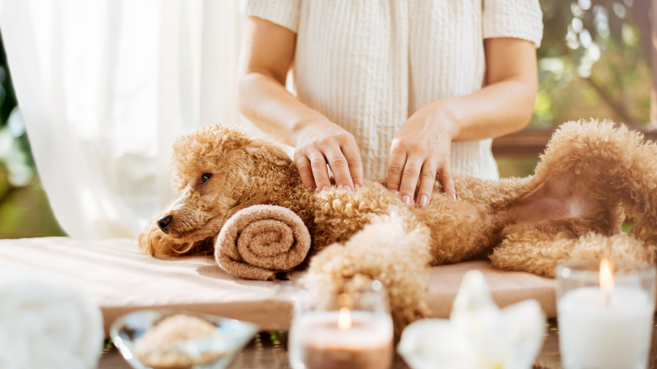 Hundemassage_3
