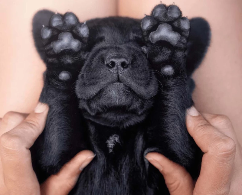 Hundemassage_hunde-op-versicherung Hundemassage