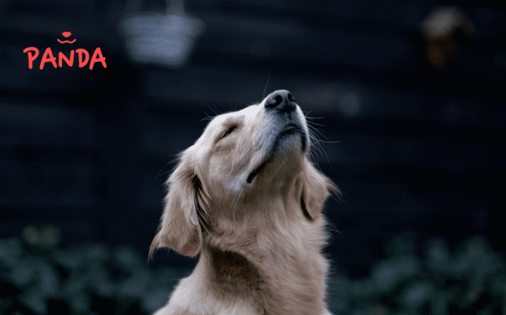 Geruchsinn-der-Hunde_Versicherung-hund Geruchsinn der Hunde