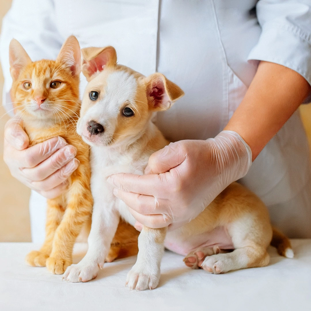 Tierversicherung-behandlung_Deutschland Bei Schadensfreiheit verdoppelt Panda Hundeversicherung Dein Schutzbudget!