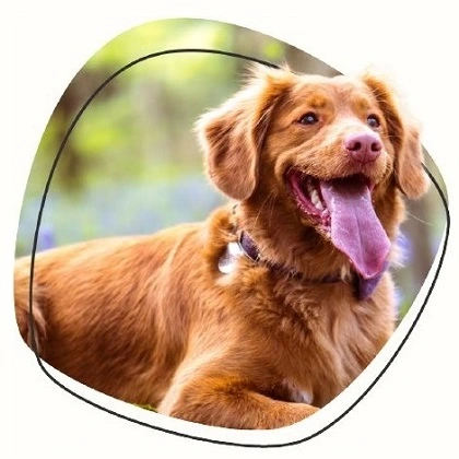 Tierversicherung_hunde-op-versicherung_Deutschland Hunde OP-Schutz Versicherung