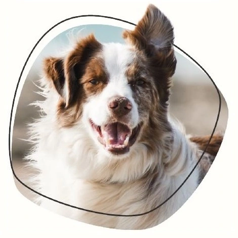 Tierversicherung_hundekrankenversicherung-Deutschland Hunde Krankenversicherung / Krankenvollschutzversicherung
