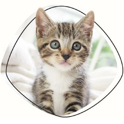 Tierversicherung_katzen-op-versicherung_Deutschland Katzen OP-Schutz Versicherung