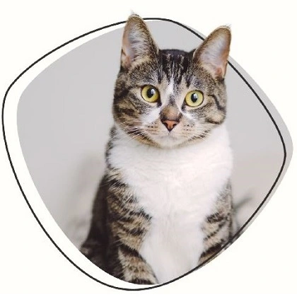 Tierversicherung_katzenkrankenversicherung_Deutschland Katzen OP-Schutz Versicherung