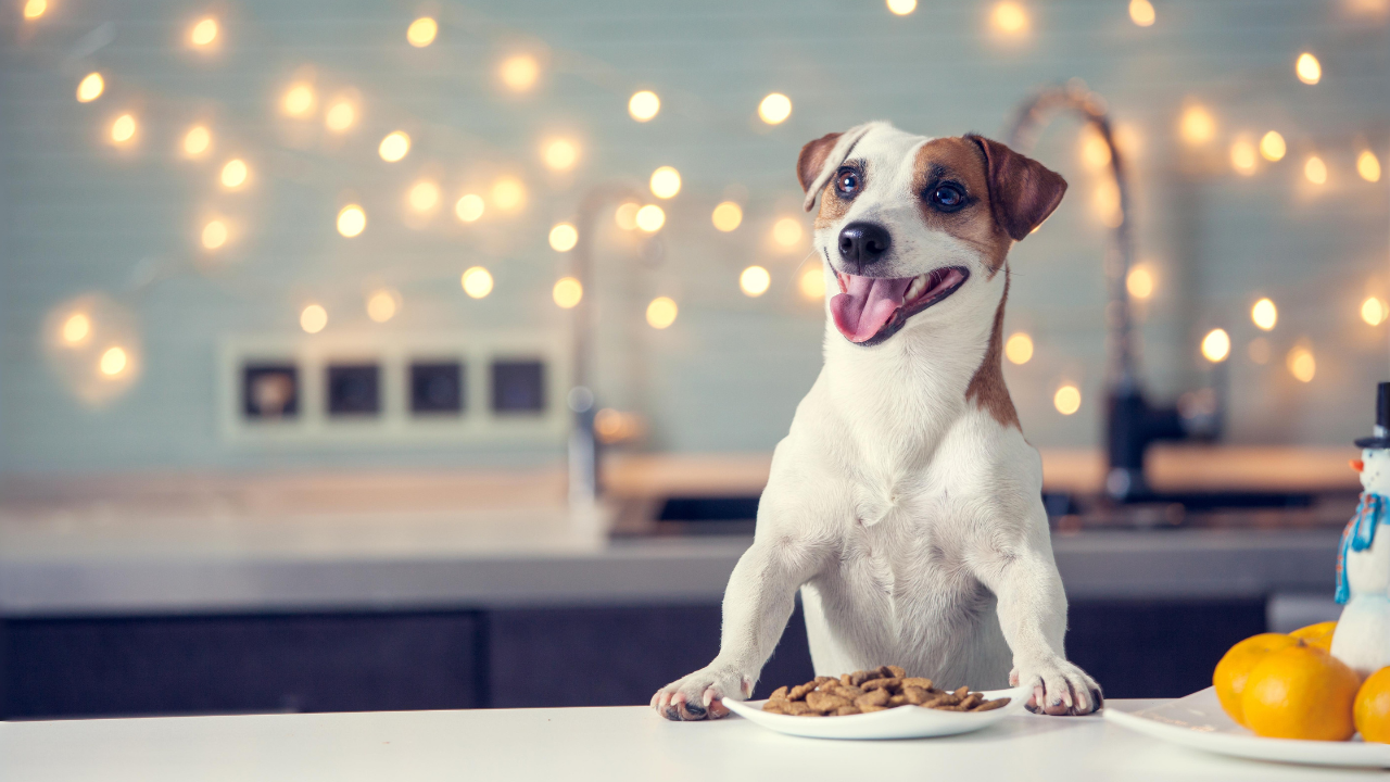 Diese Lebensmittel können Hunden und Katzen gefährlich werden