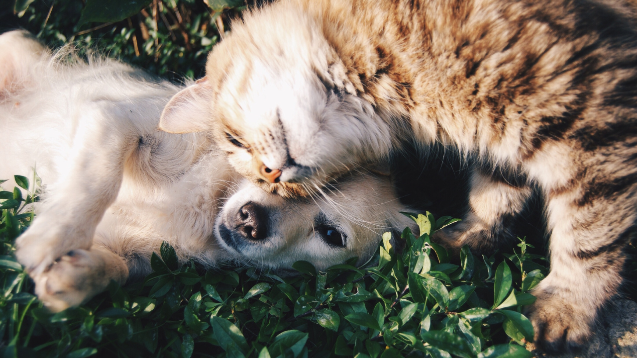 Haustiere_Haarverlust Ein Hund und eine Katze sind verspielt während ihres Fellwechsels.