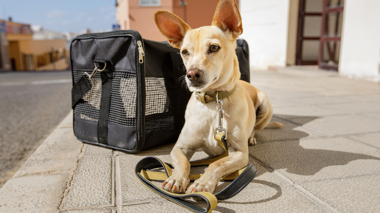 Hund mit Transportbox Eine Frau sitzt mit ihrem Hund in Wiese und freut sich, dass er seine Allergie überwunden hat
