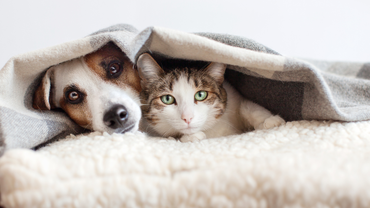 Hund_Katze_Fellwechsel