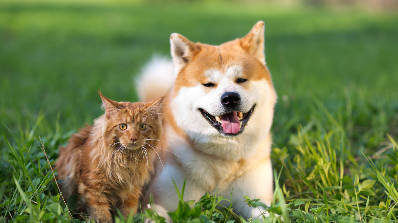 Hund_Katze_Hormone Ein Hund und eine Katze sitzen in einer Wiese, nachdem ihr Fellwechsel begonnen hat.