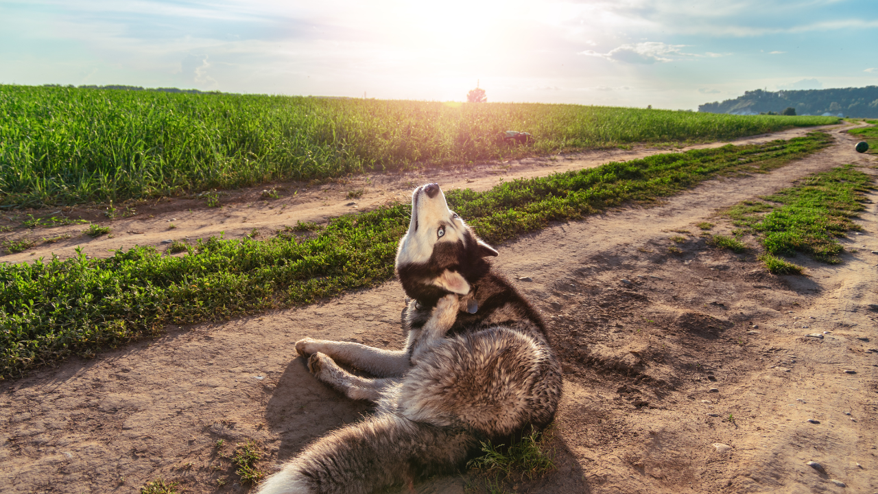 Hund_im_Fellwechsel Ein Hund kratzt sich, da er sich im Fellwechsel befindet.