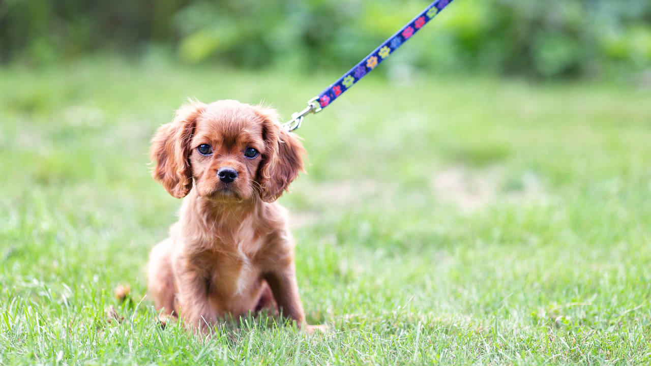 Welpe_Leine Eine Frau sitzt mit ihrem Hund in Wiese und freut sich, dass er seine Allergie überwunden hat