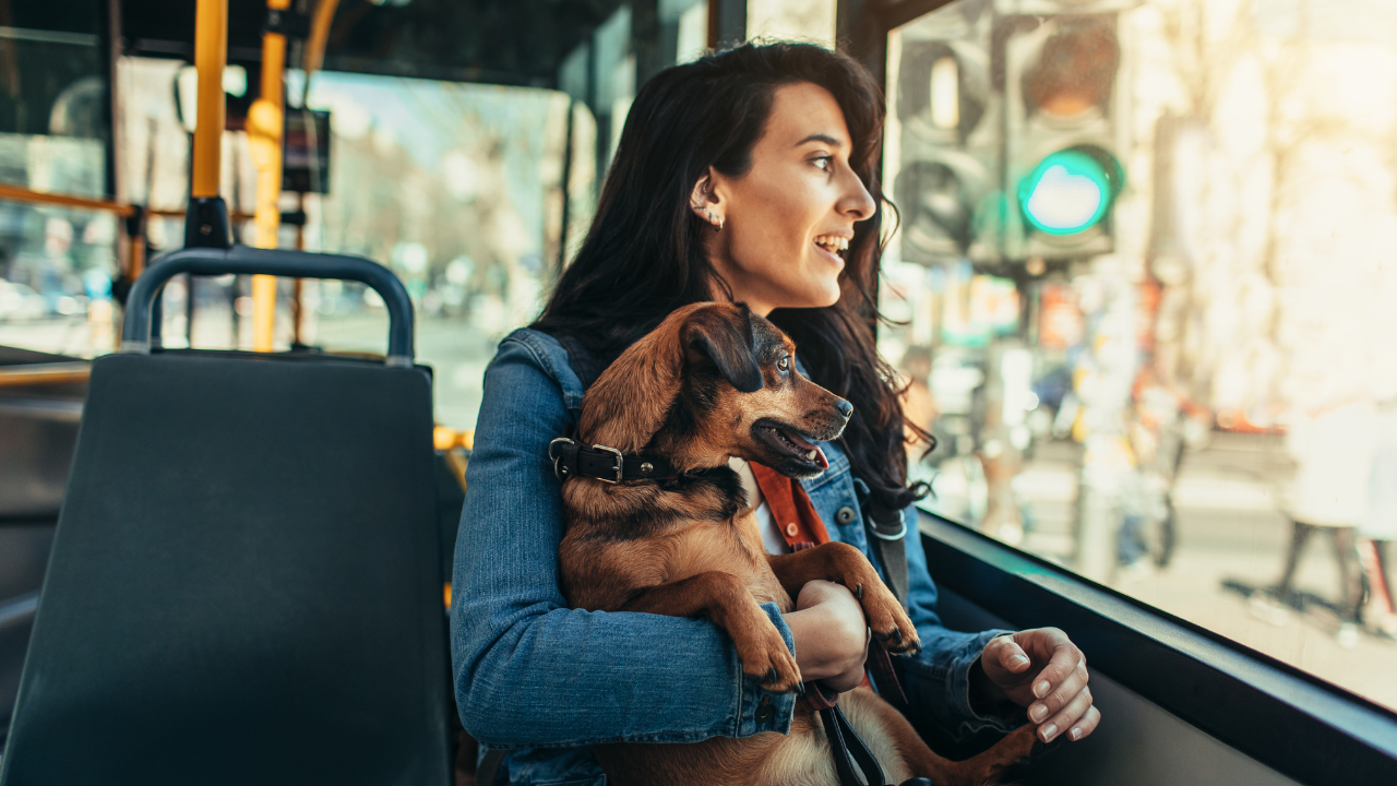 mit Hund im Bus Ein Hund ist von seiner Immuntherapie erschöpft in der Wiese