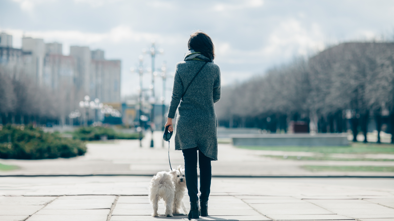 Hund an der Leine in der Stadt Ein Hund spaziert mit seiner Besitzerin durch eine städtische Umgebung.
