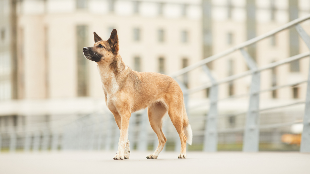 Hund auf Brücke in Stadt Ein Hund steht in einer Stadt auf einer Brücke.