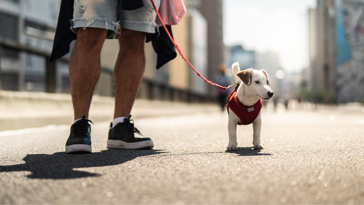 Hund in städtischen Straßen Ein Hund geht mit seinem Besitzer in einer Stadt spazieren.