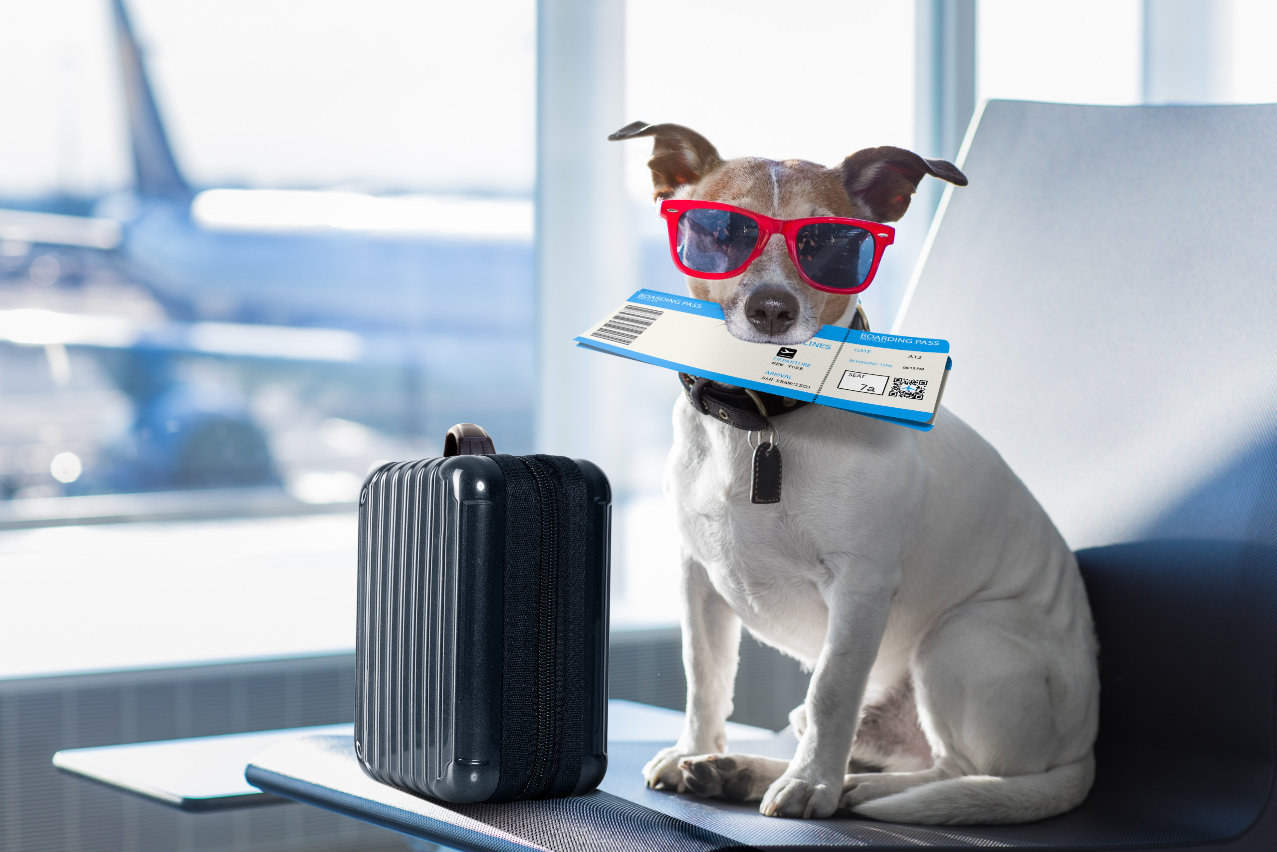 holiday vacation jack russell dog waiting in airport terminal ready to board the airplane or plane at the gate, luggage or bag to the side