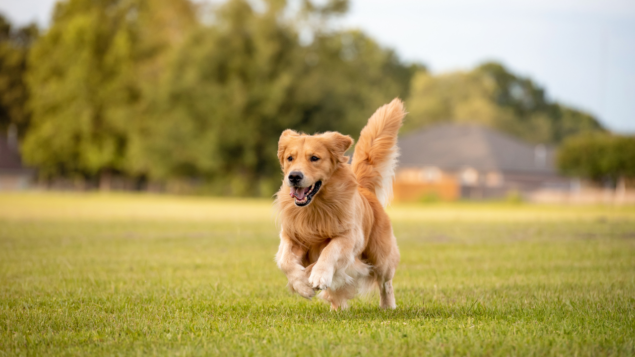 Hund_Bewegung Ein gesunder, normalgewichtiger Hund bewegt sich gerne.
