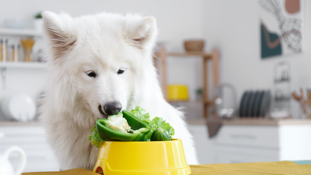 Hund_Ernährung Die Ernährung eines übergewichtigen Hundes wird umgestellt.