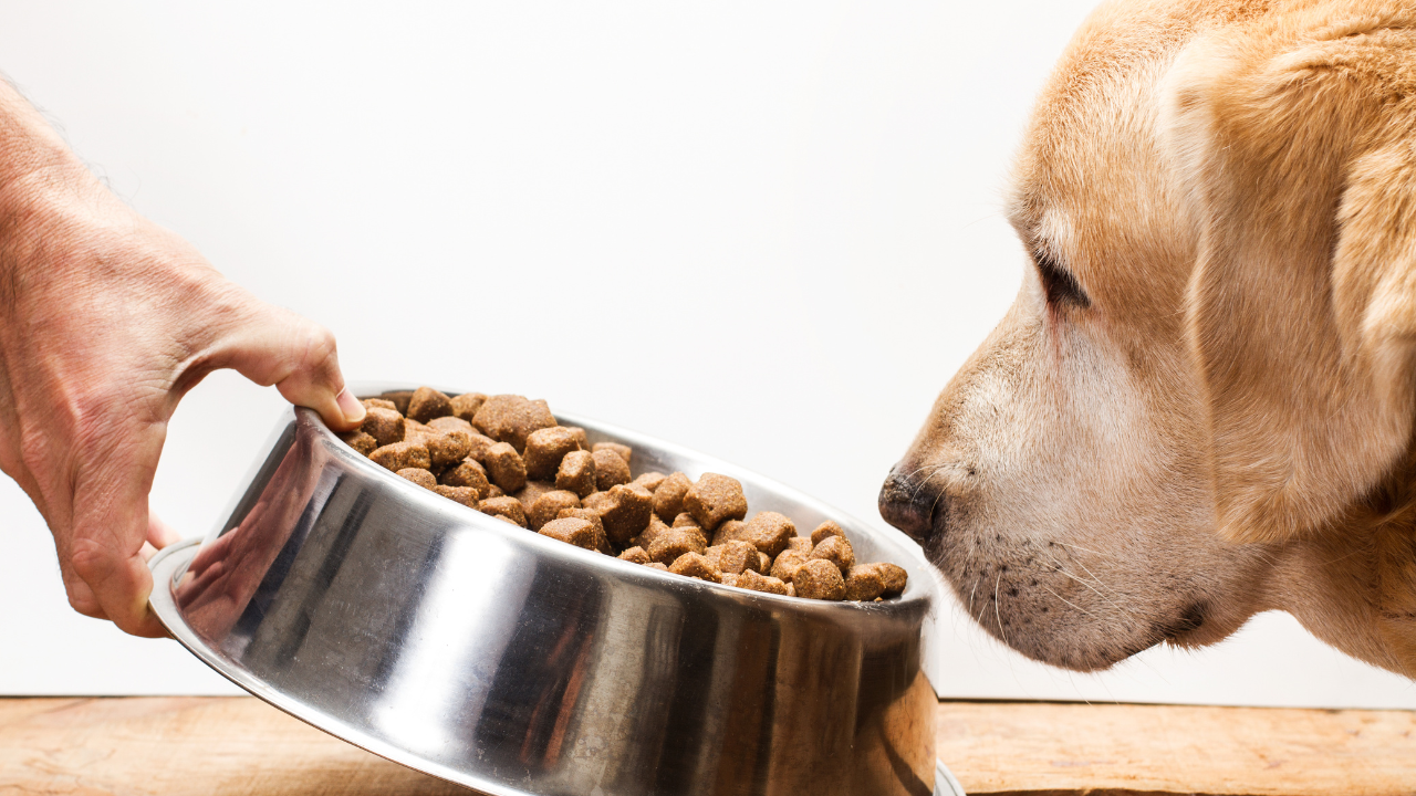 Hund_Futter Ein Hund frisst kein Futer aufgrund seiner Magendrehung.