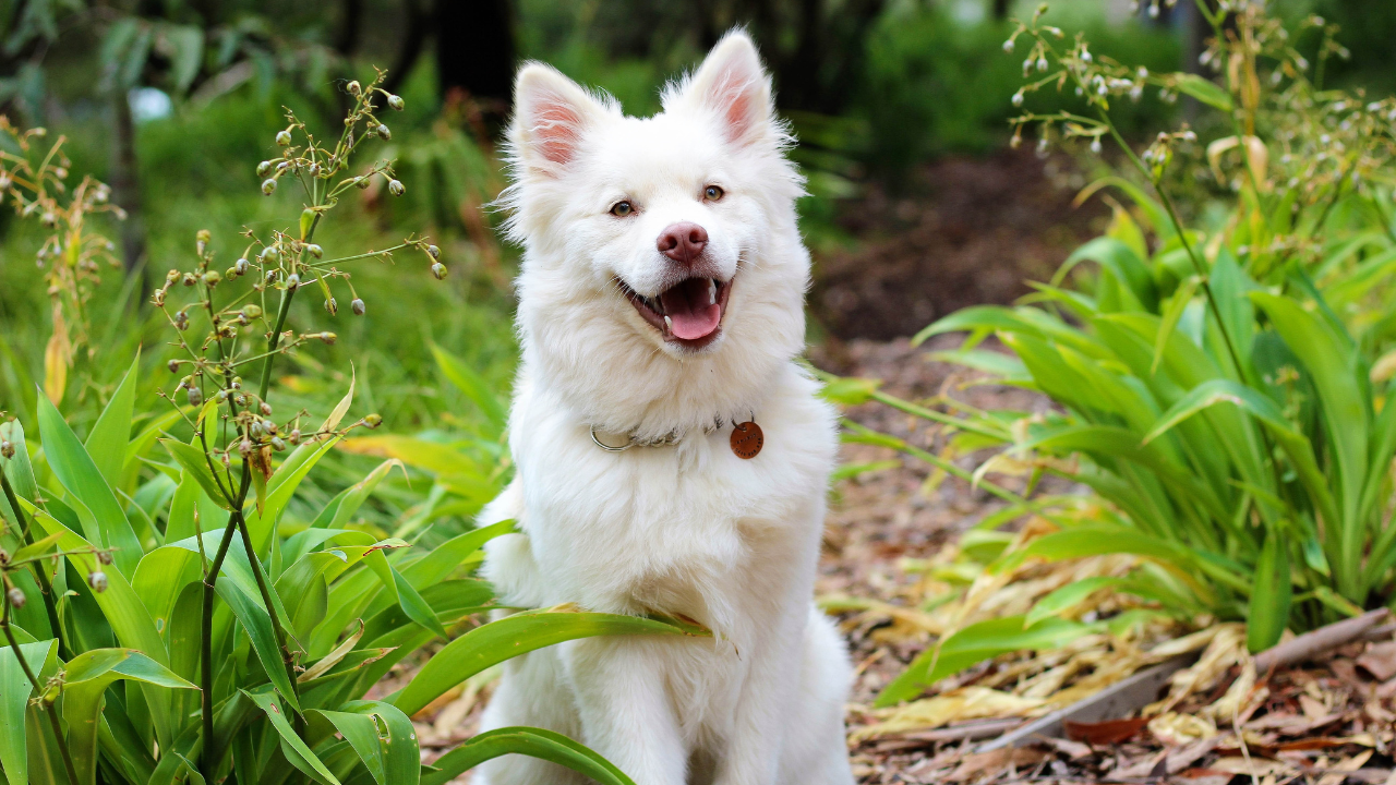 Hund_Gesundheit Ein Hund erfreut sich bester Gesundheit nach der Behandlung seiner Magendrehung.