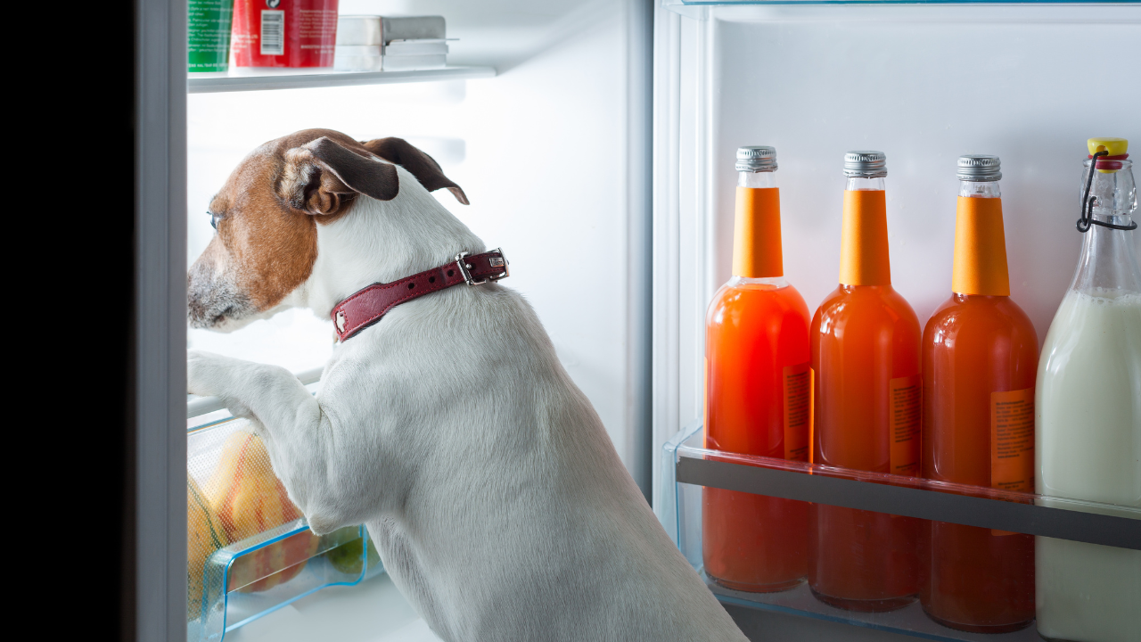 Hund_Hunger Ein Hund mit unstillbarem Appetit sucht nach Futter.