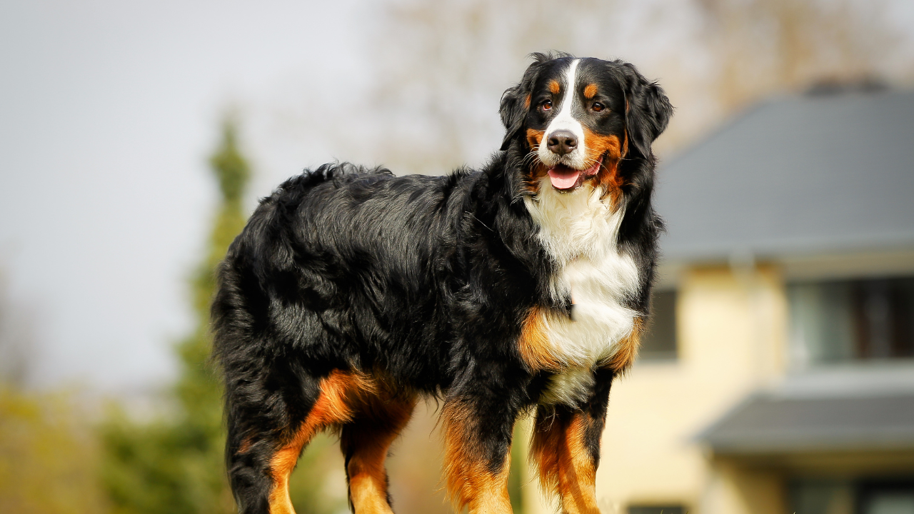 Hund_Magendrehung_1