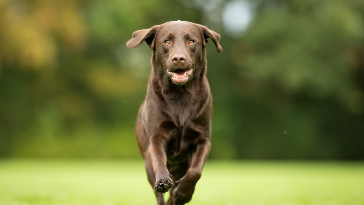 Hund_Prädisposition Ein Labrador hat wieder Freude daran, sich zu bewegen nach der erfolgreichen Behandlung seiner Hüftgelenksdyplasie.