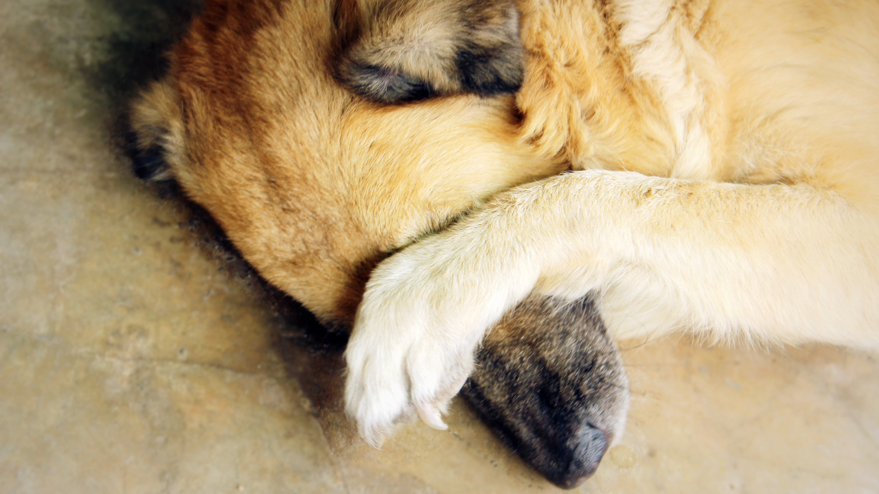 Hund_Schmerz Ein Hund hat Schmerzen aufgrund seiner Magendrehung.