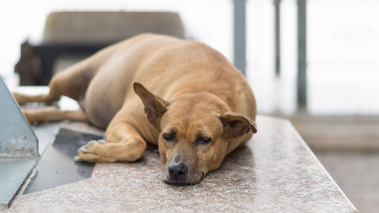 Hund_Übergewicht_1