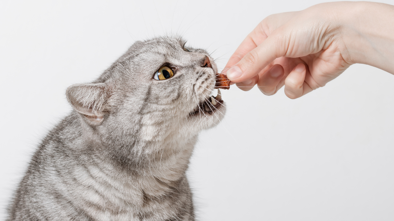 Katze_Futter Eine Katze kann aufgrund ihrer gesunden Zähne festes Futter gut aufnehmen.
