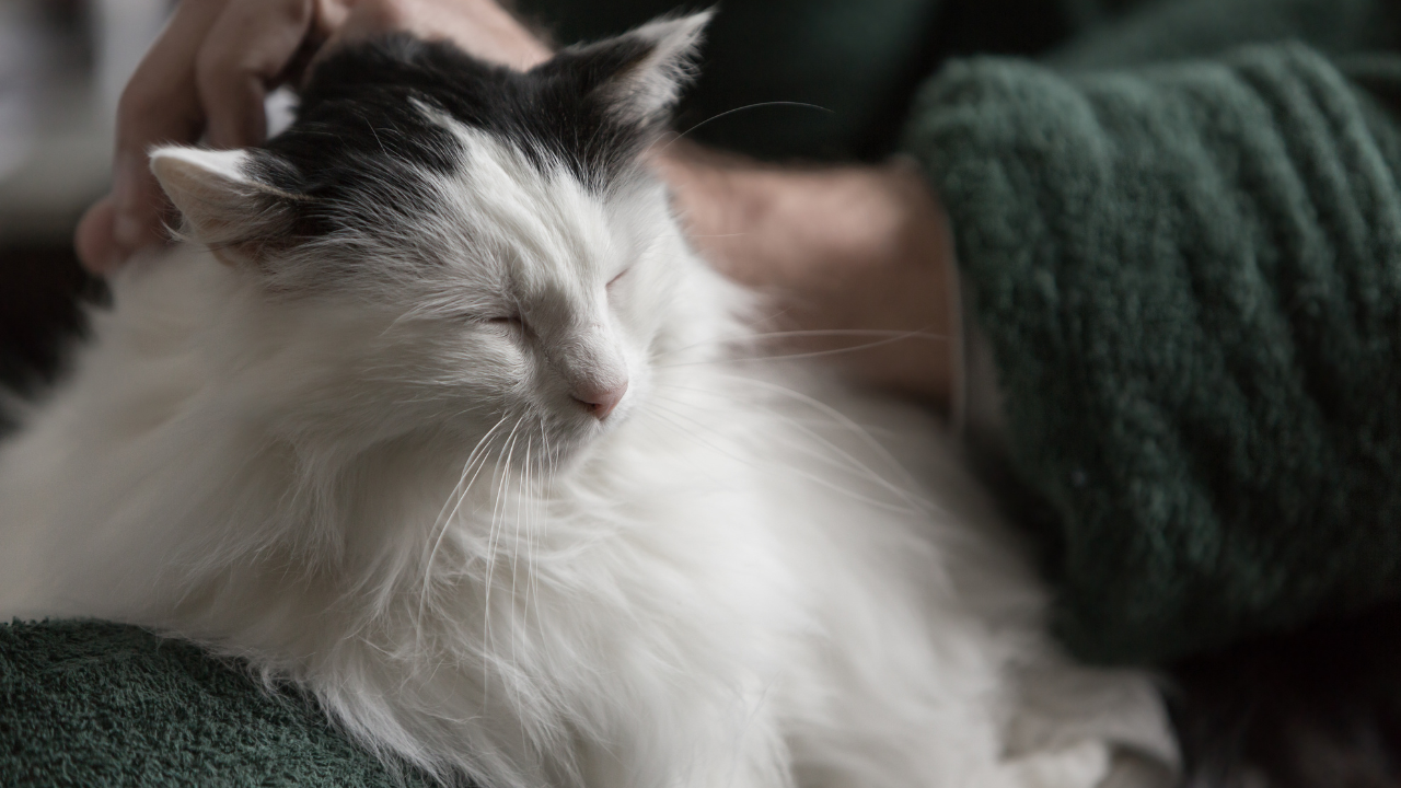 Katze_Senior_1