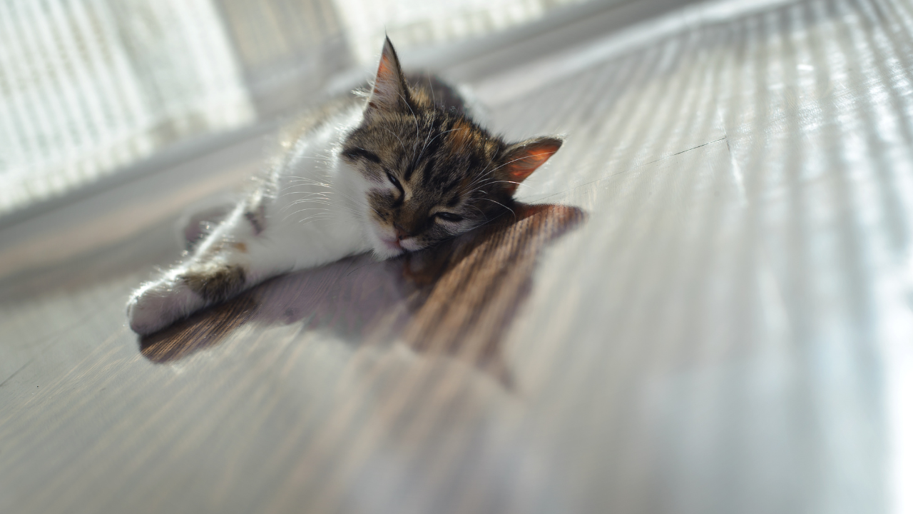 Katze_Sommer Eine Katze liegt erschöpft auf der Seite und kann die hohen Temperaturen im Sommer kaum ertragen.