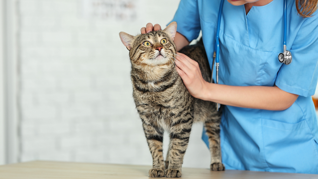 Katze_Tierarzt Eine Senioren-Katze wird beim Tierarzt untersucht.