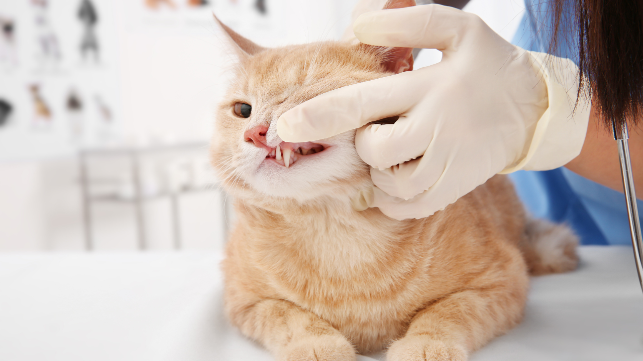 Katze_Tierarzt Eine Katze ist zur Kontrolle ihrer Maulhygiene beim Tierarzt.