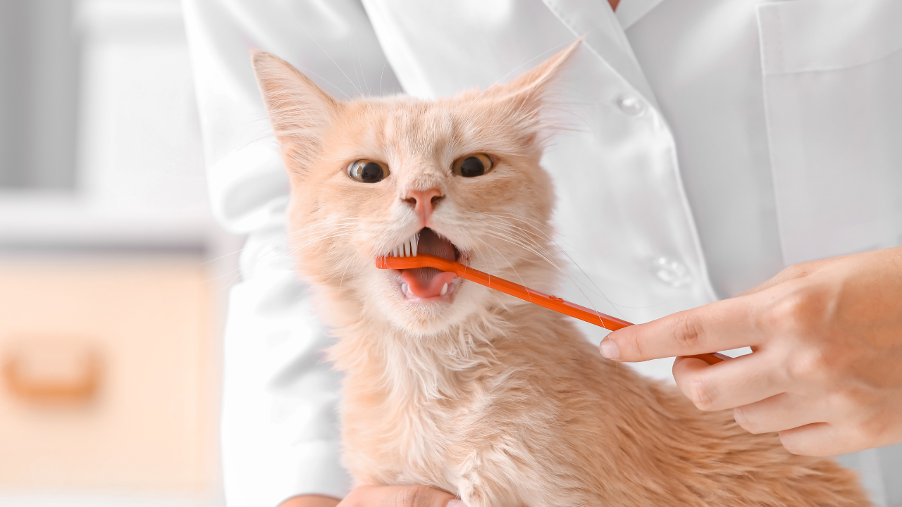 Katze_Zähne_1