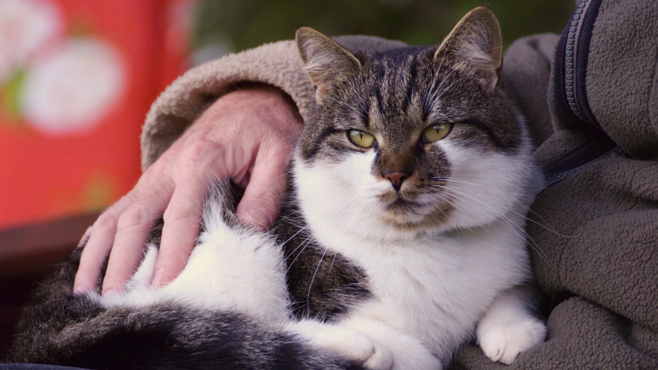 Katze_alt Eine Senioren-Katze genießt die Zeit mit ihrem Besitzer.