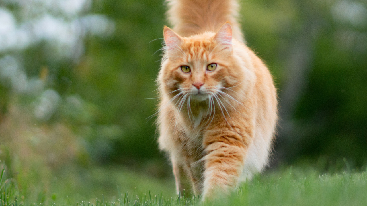 Katze_draußen Eine alte Katze geht draußen spazieren.