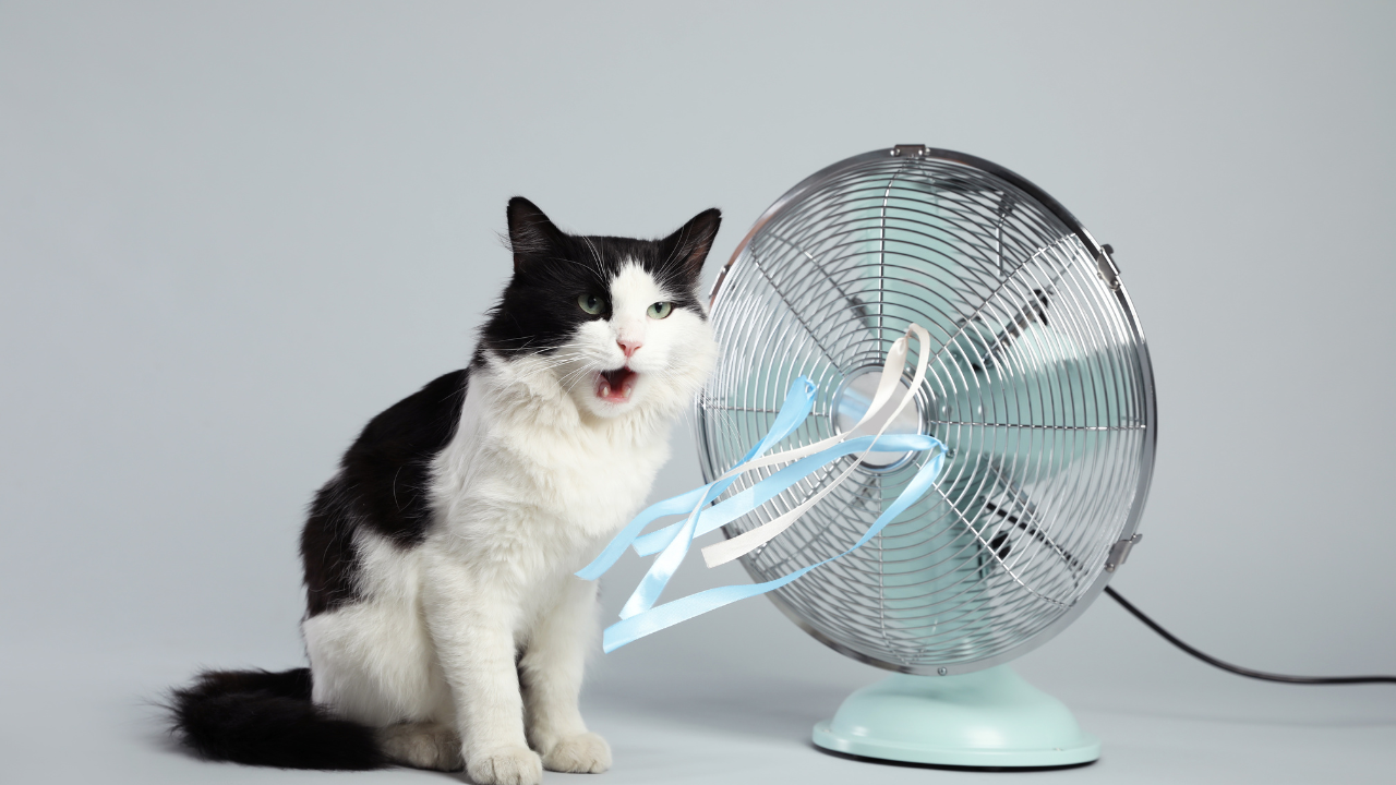 Katze_heiß Eine Katze versucht sich mithilfe eines Ventilators abzukühlen.