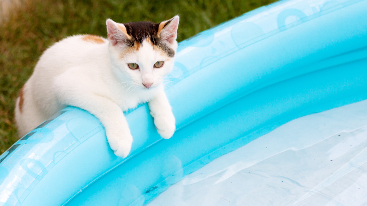 Katze_hohe_Temperaturen Eine Katze kühlt sich bei hohen Temperaturen im Pool ab.