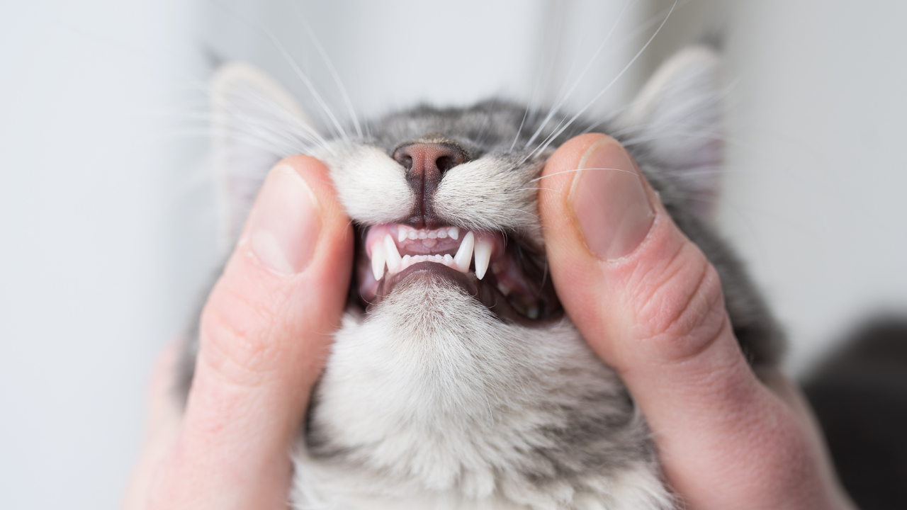 Katzen_Zahnhygiene Die Zähne einer Katze werden kontrolliert.