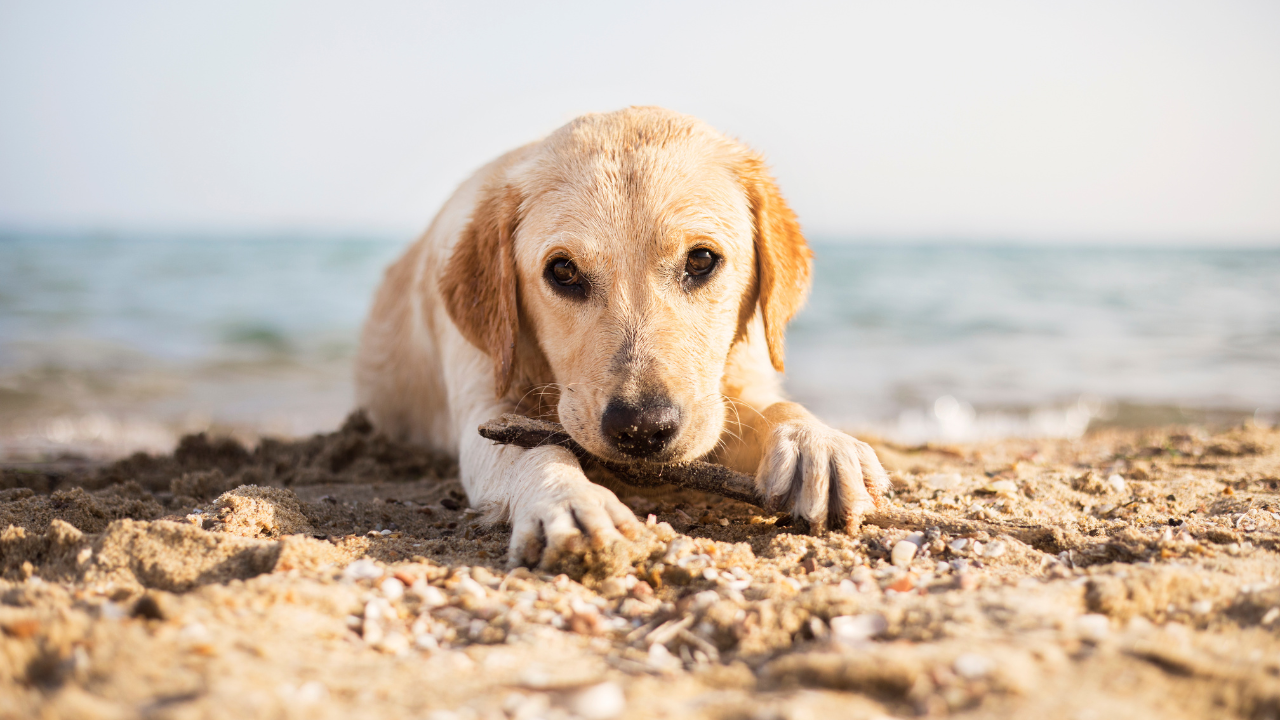 Meer_Hund Ein Hund spielt im Meerurlaub an einem Strand mit einem Stock.