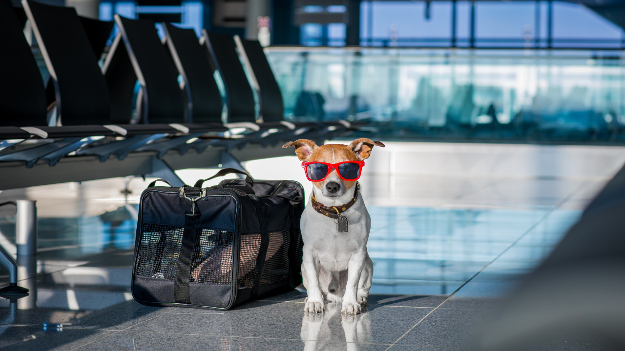 Reisen_Hund Ein Hund sitzt entspannt am Flughafen.