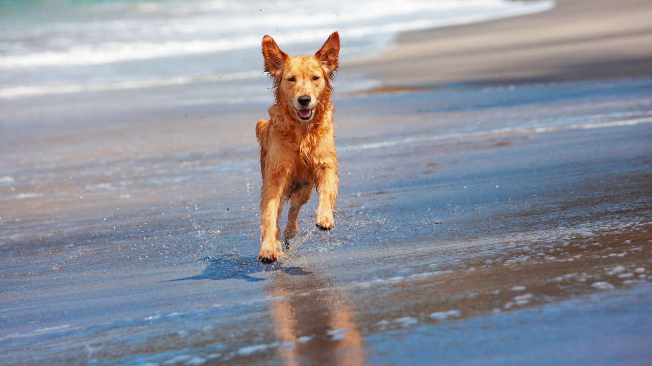 Strand_Hund Ein Hund spielt im Meerurlaub am Strand.