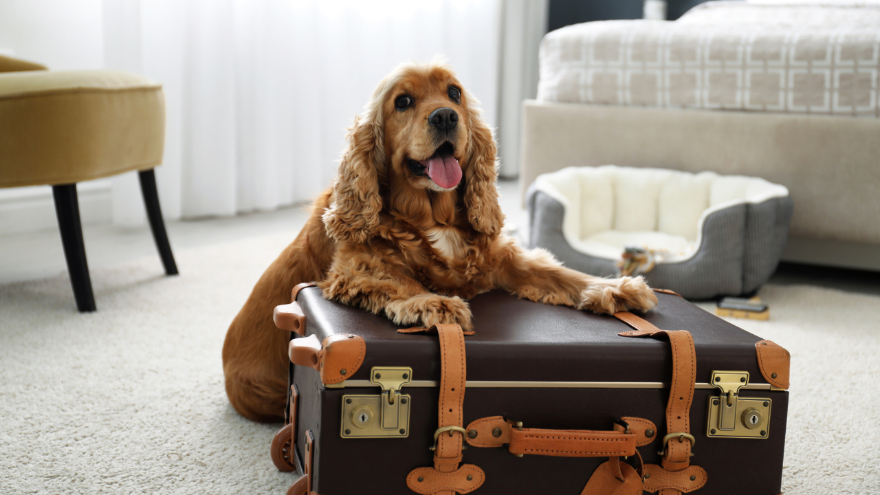 Urlaub_Hund Ein Hund liegt auf dem fertig gepackten Koffer für den Urlaub.