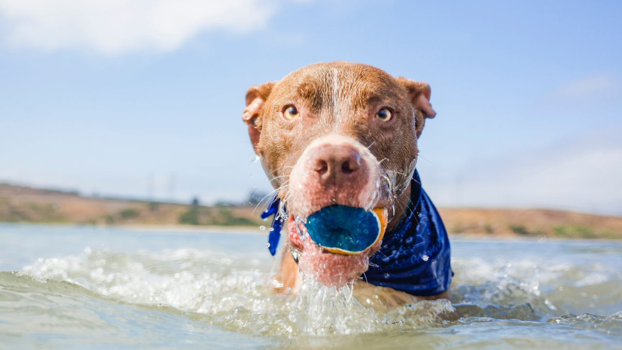 Urlaub_Hund Ein Hund spielt am Meer mit einem Ball.