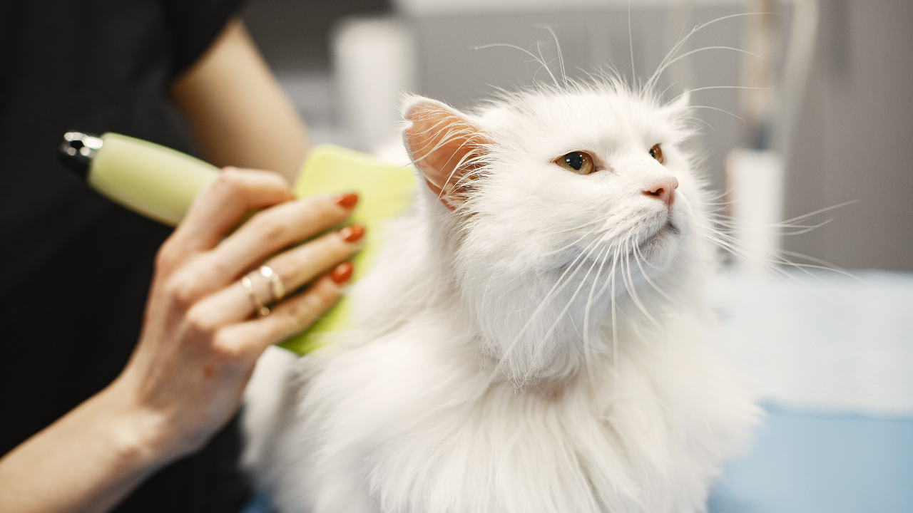 Flohbehandlung_Katze