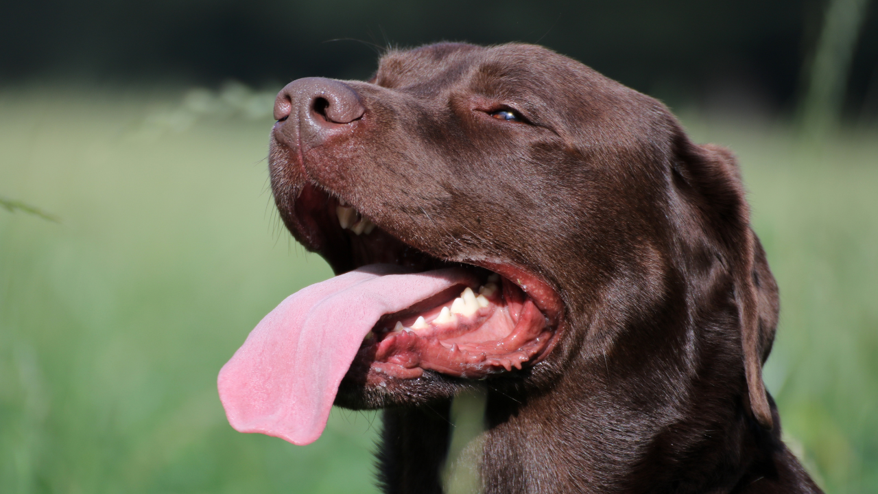 Hecheln_Hund Ein Hund hechelt aufgrund von Hitzestress.